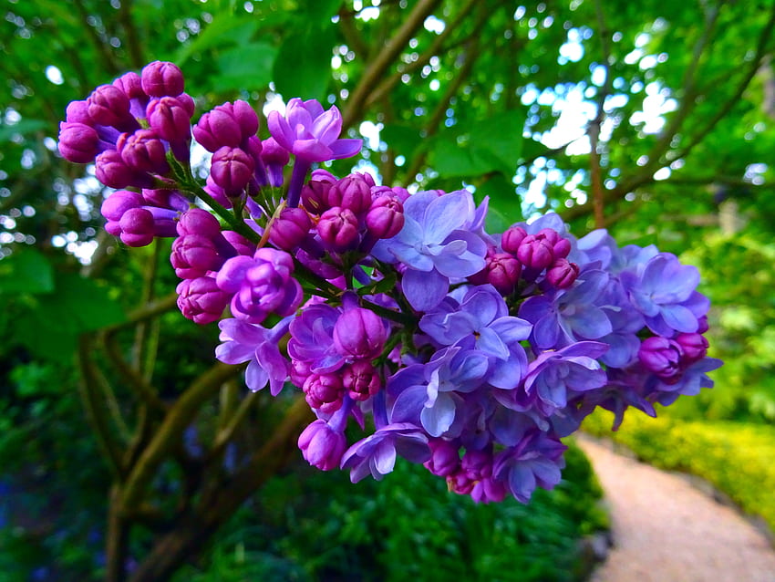 Lilac, purple, green, branches, nature, flowers, twigs HD wallpaper