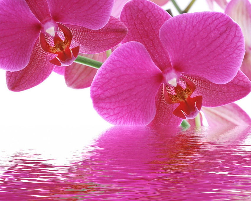 Pink orchids, pink, flowers, orchids, petals HD wallpaper