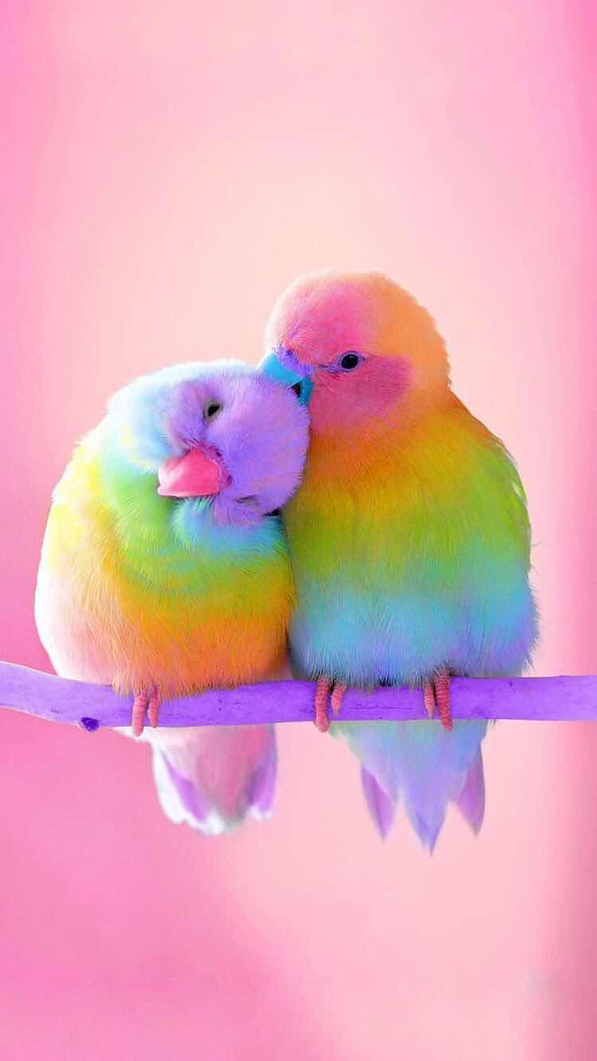 Hermosos pájaros pájaros, pájaros rosados ​​del amor fondo de pantalla del teléfono