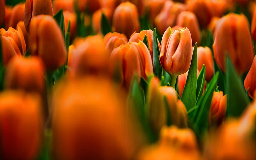 Tulip Oranye, Bokeh, r, Musim Panas, Bidang Bunga - Fond D Écran Fleur Oranye, Tulip Oranye Wallpaper HD