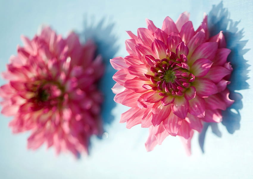 Dahlia deleite, verão, dália, rosa, flor papel de parede HD