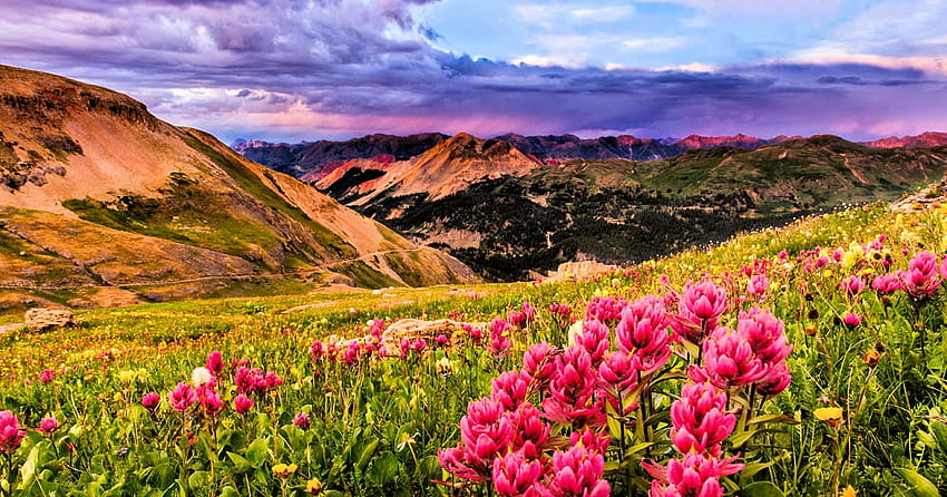 콜로라도 산의 여름, 꽃, 풍경, 구름, 하늘, 꽃 HD 월페이퍼