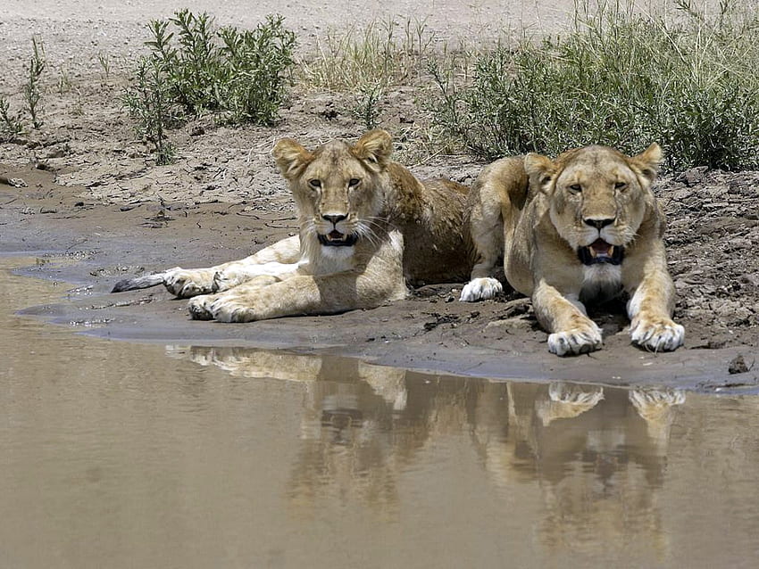 hot summer day, cats, water, wild life, lions HD wallpaper
