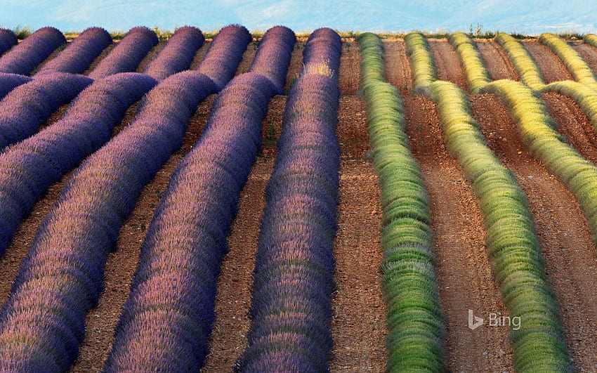 Lavender fields of Valensole, Provence, France © Frank Krahmer HD wallpaper