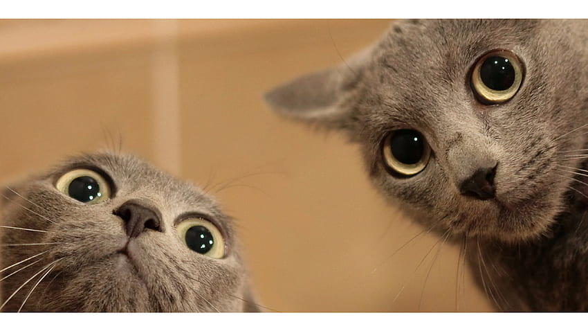 Neugierige Katzen. HD-Hintergrundbild