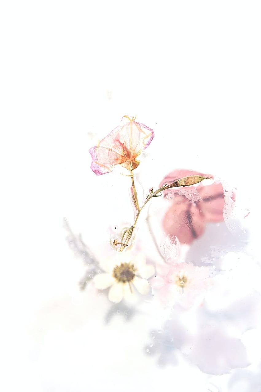 Fleur pressée, Fleurs pressées Fond d'écran de téléphone HD