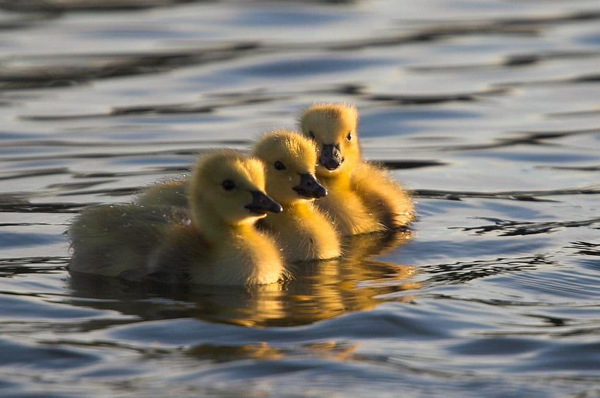 Animals, Water, Young, To Swim, Swim, Cubs, Ducklings HD wallpaper