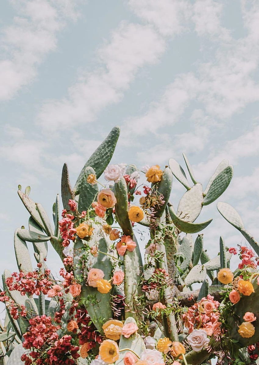 April Faves. Flowerpower, Blumen hintergründe, Hintergrundbilder, Desert Spring HD phone wallpaper