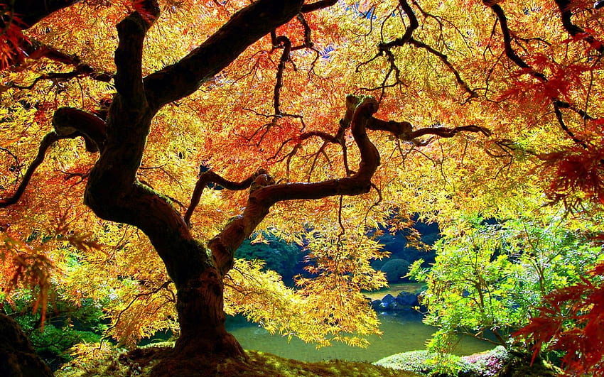 natureza, árvores, outono, folhas, brilho, luz papel de parede HD