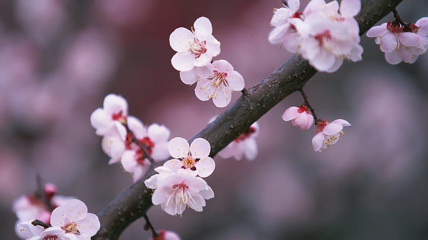 Фондос де Пантала. Flores de cerezo japonesas, Flores de primavera, Peach Blossom HD тапет