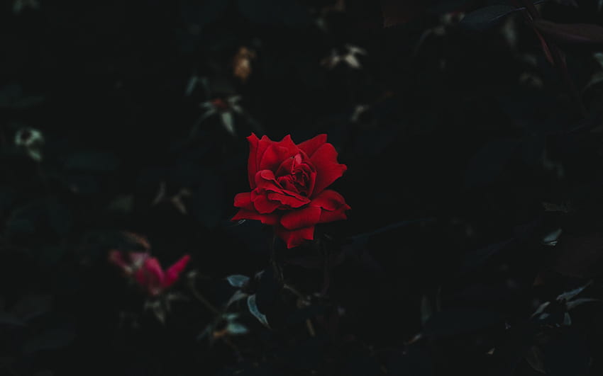 Black Rose, Black Roses HD wallpaper | Pxfuel