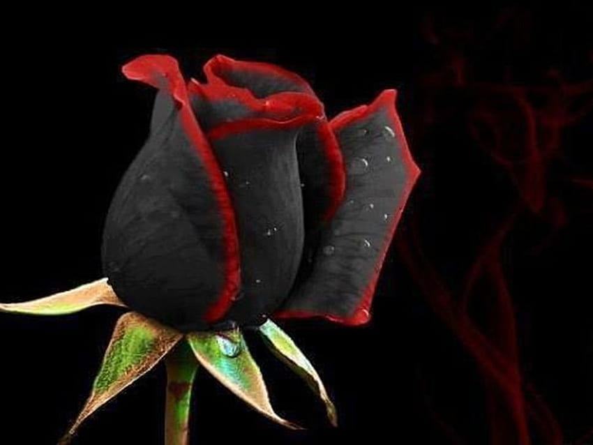 Black Rose U — wysoka rozdzielczość, czarne róże Tapeta HD