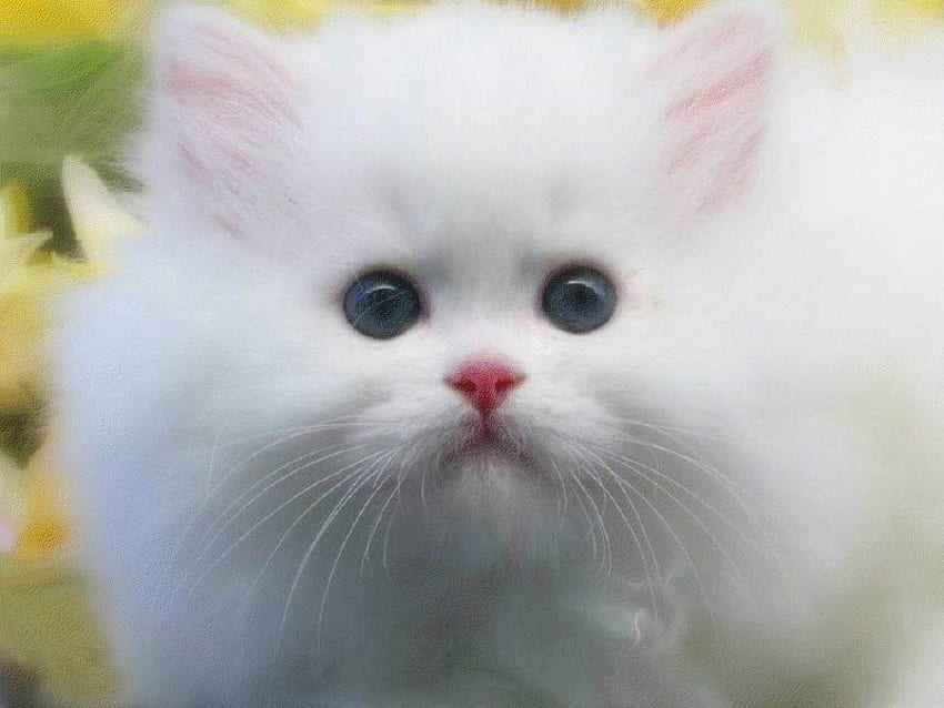 white fluffy kitten 3, cats, kitten, white, fluffy HD wallpaper