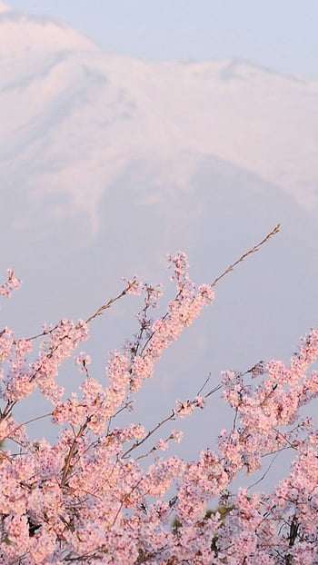 Aesthetic cherry blossom backgrounds HD wallpapers | Pxfuel