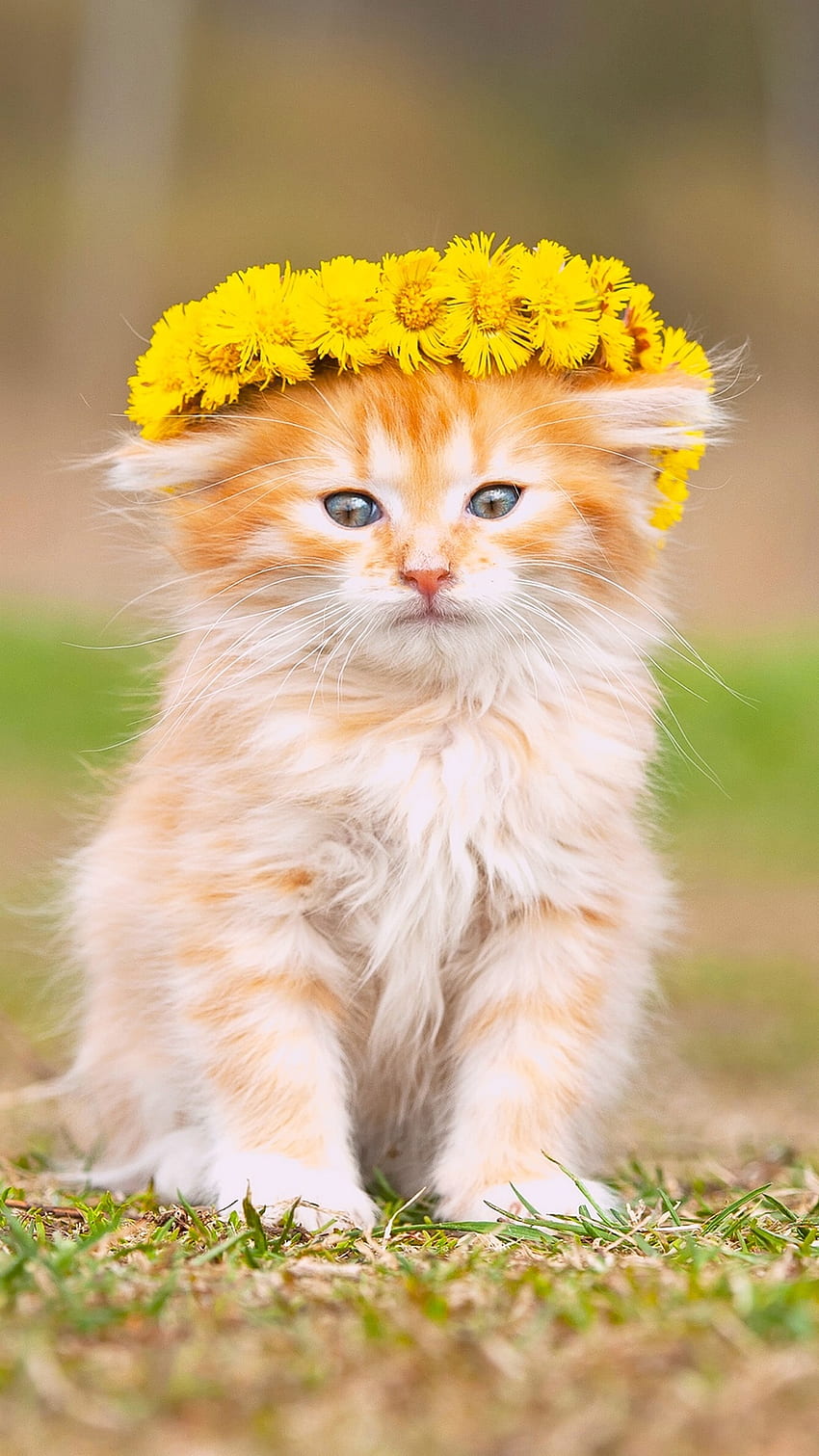 Cute fluffy kitten, wreath, yellow flowers iPhone X 8, 7, 6, 5, 4, 3GS HD phone wallpaper