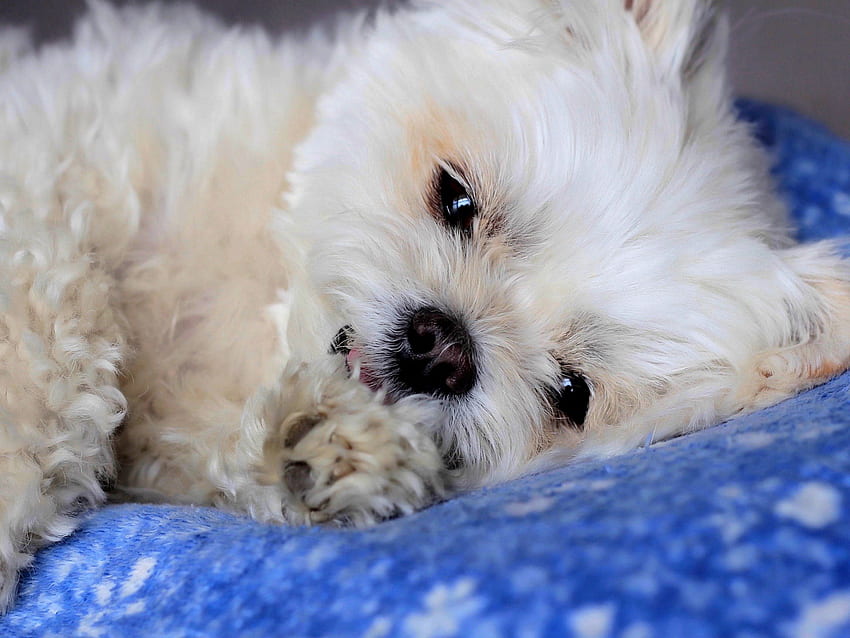 SWEET PUPPY, 개, 강아지, 흰색, 침대, 귀여운, 푹신한 HD 월페이퍼