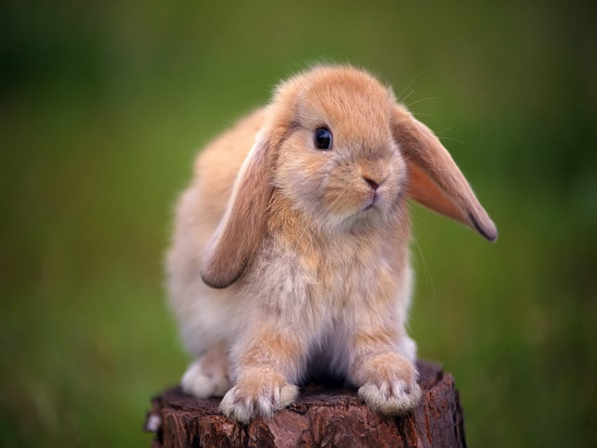 Baby rabbit, rodents, nature, animals HD wallpaper