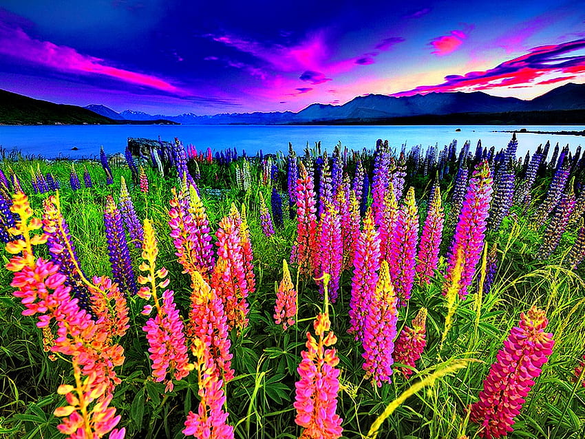 Flowers at sunset, blue, colors, sunrise, beach, shore, water, sunset, sea, sundown, lupin, mountain, purple, field, clouds, nature, sky, flowers HD wallpaper