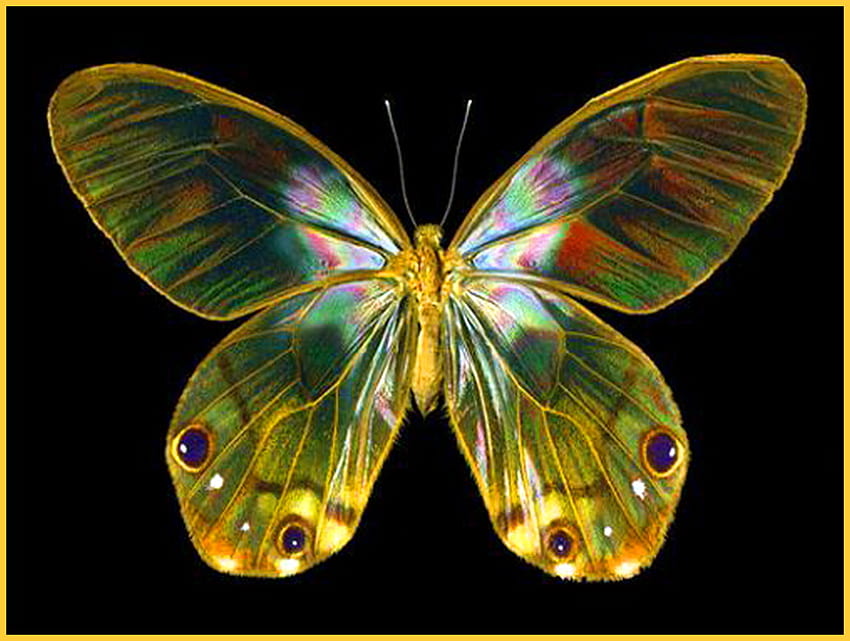 Simply beautiful, wings, glasswing, black background, butterfly, colors, beauty HD wallpaper