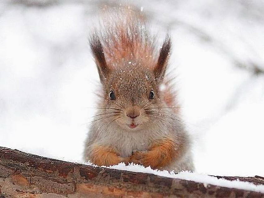 squirrel, cute, beautiful, curious HD wallpaper