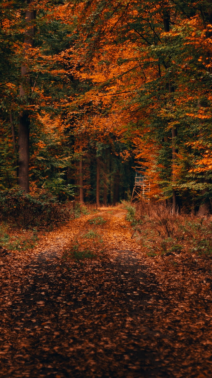 Floresta, Caminho, Outono, Folhagem, Caídas, Árvores - Autumn Macbook, Autumn Forest Path Papel de parede de celular HD