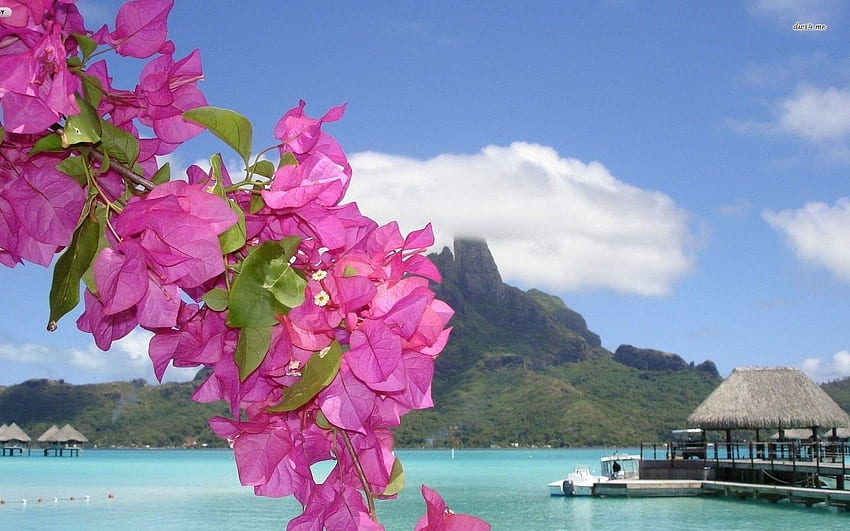 Tropikalna plaża Kwiaty graficzne. Jakość, Różowa Tropikalna Plaża Tapeta HD