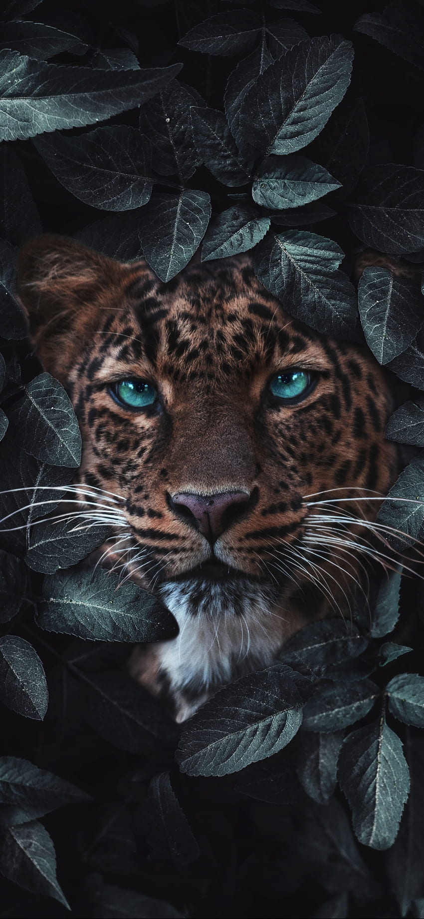 Ästhetisches dunkles iPhone – voll & Hintergrund. Löwe iphone, schöne Tiere, Löwe, cooles Tier HD-Handy-Hintergrundbild