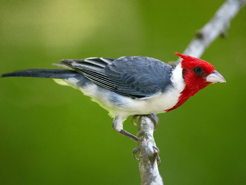 Kardinal jambul merah, hewan, burung, hutan, kardinal Wallpaper HD