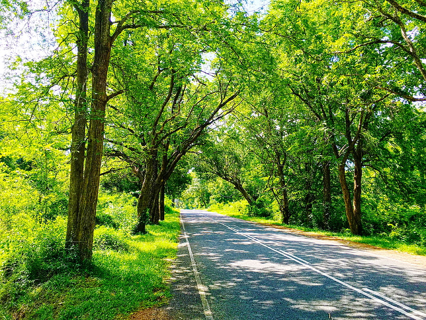 Sri Lanka, Nature, Road, Trees, graphy, Green / and Mobile Background HD  wallpaper | Pxfuel