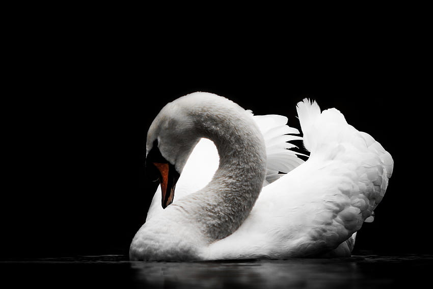 Swan, calm, bird, portrait, white HD wallpaper