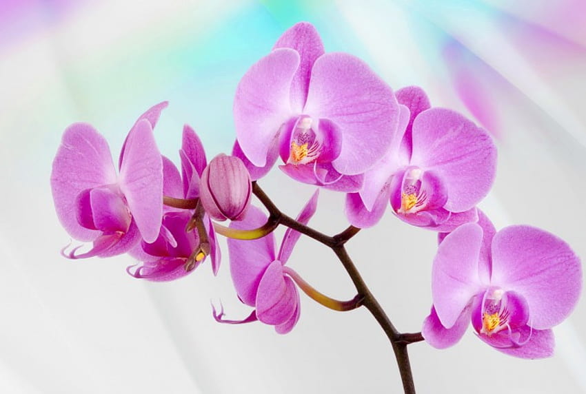 Pink orchids, background, pink, pretty, beautiful, flowers, lovely, nice, orchids HD wallpaper