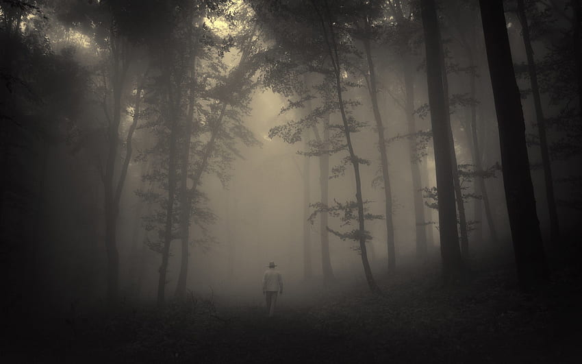 Creepy Forest, Horror Landscape HD wallpaper