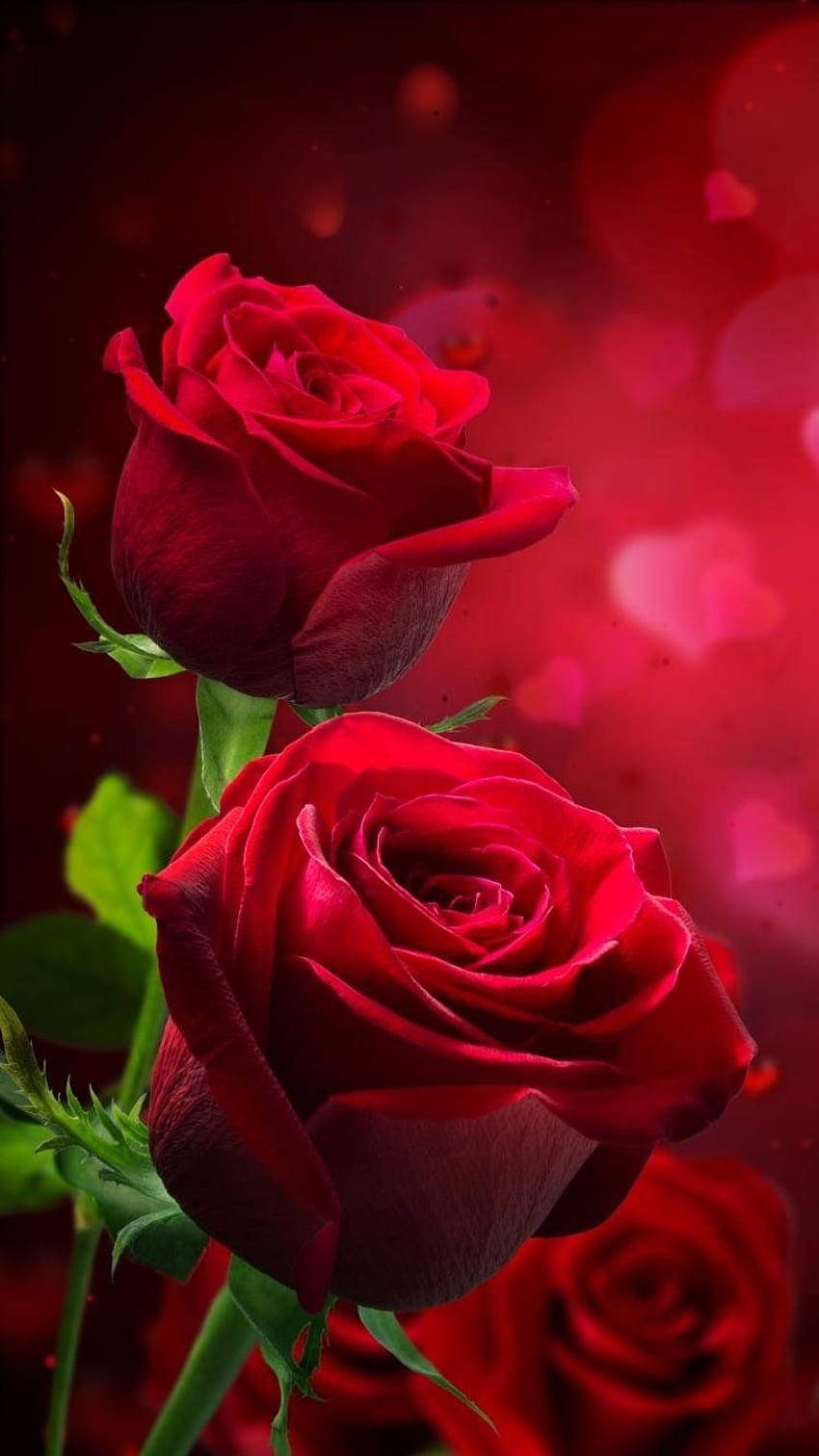 Róża - czerwona róża Dzień dobry Tapeta na telefon HD
