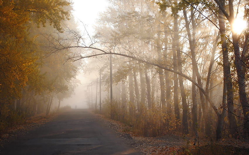 Nature, Trees, Autumn, Sun, Shine, Light, Silhouette, Branch, Haze, Track HD wallpaper