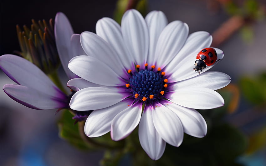 African Daisy and Ladybug, african daisy, ladybug, insect, flower HD wallpaper