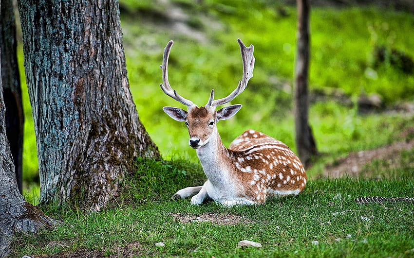 Amazing Beautiful Deer Seating In Jungle - Animals Hiran HD wallpaper