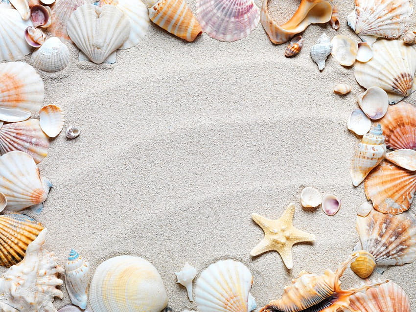 Seashells, starfish, shell, shells, sand, nature, seashell HD wallpaper