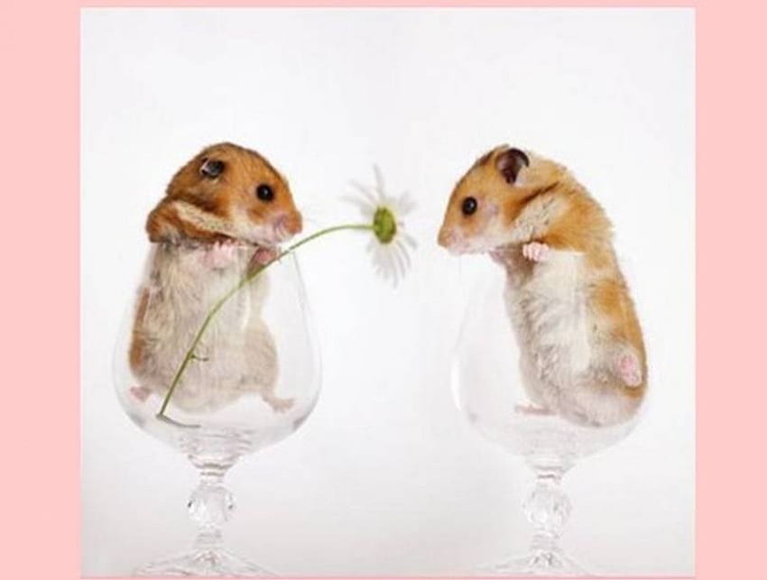 Flower for you!, wine glasses, 2 mice, flower HD wallpaper