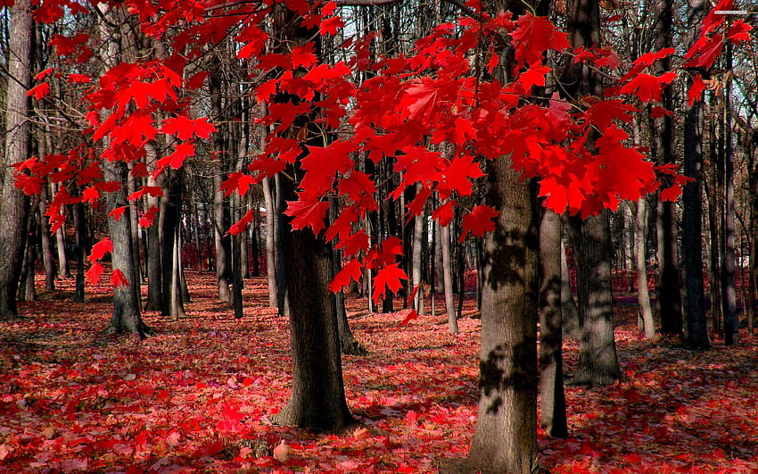 Maple Tree - Beautiful Of Country Canada - & Background , Canada Maple Leaf HD wallpaper