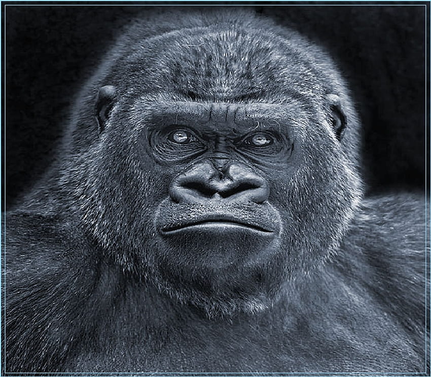 SilverBack, ape, animals, gorilla, primates HD wallpaper