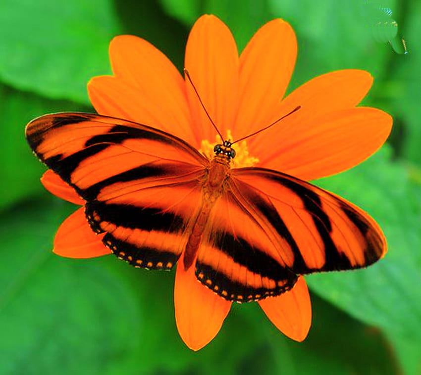 Блестящо, оранжево и черно, пеперуда, оранжево цвете, зелено, дългокрило HD тапет