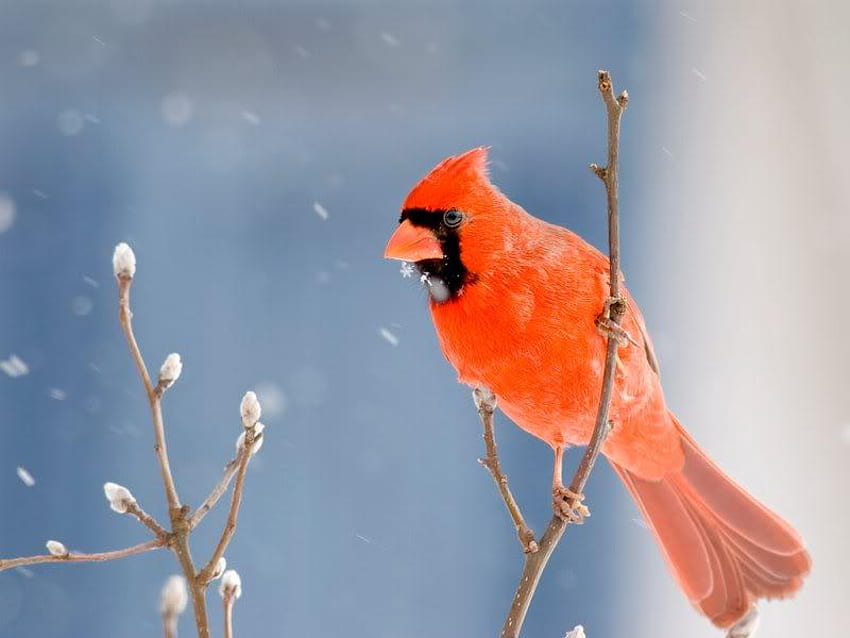 Male Cardinal, winter, bird, cardinal, tree HD wallpaper