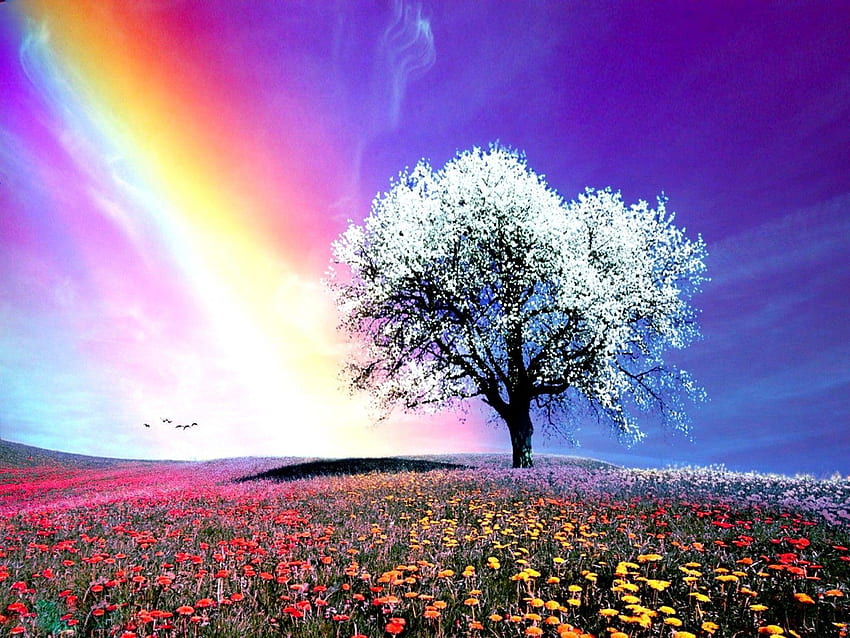 Natural Rainbow, Rainbow Nature HD wallpaper | Pxfuel