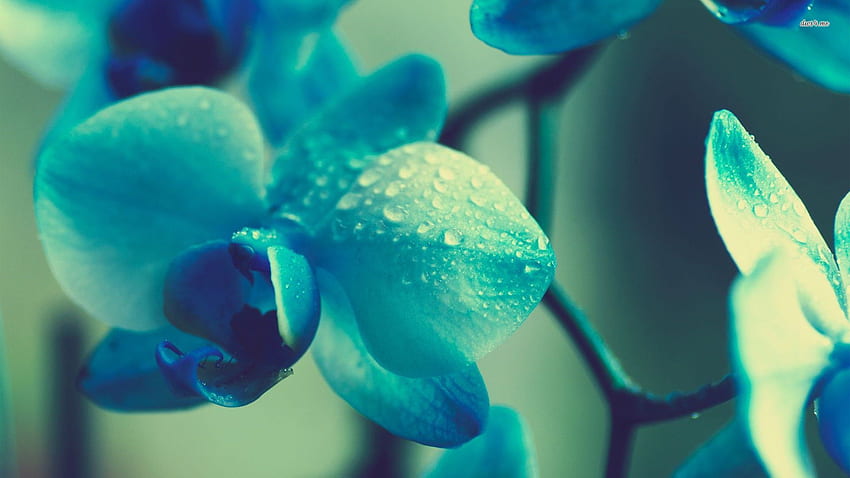 Wet Orch - Blue Orchid HD wallpaper