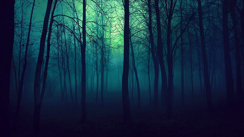 Dark Forest Light Nature Trees Misty Beautiful Nevoeiro Névoa. Fundo de madeira escura, floresta, fundo assustador papel de parede HD