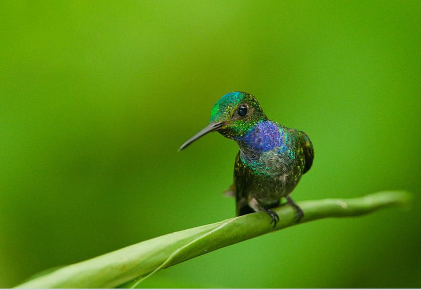 Beautiful Humming Bird, background, feathers, humming bird, green, beautiful, curious HD wallpaper