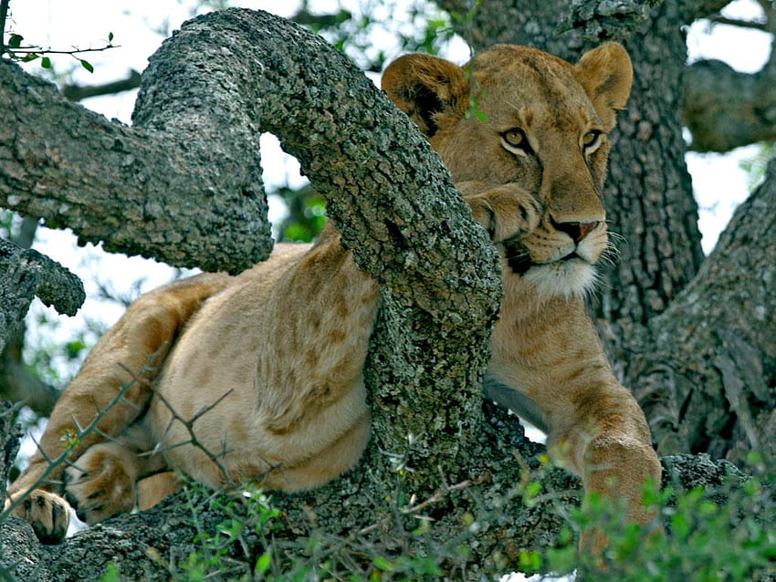 i'll be watching you, cool, cat, lion, wild life HD wallpaper