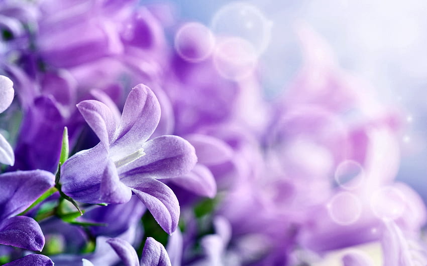 Spring Purple Lilacs F, grafia, floral, lilás, linda, romance, primavera, beleza, tela larga, flor, amor papel de parede HD