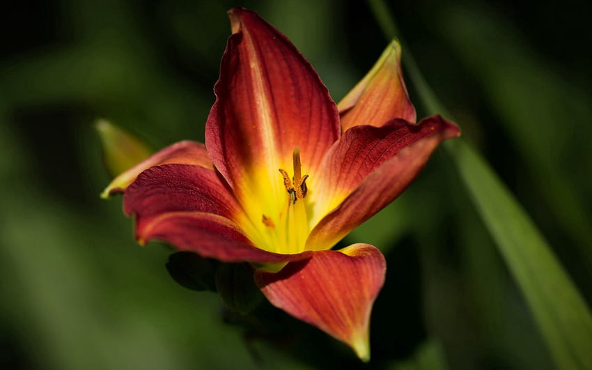 Flower Macro Light Petals Light Coloured Stripes Streaks Hd Wallpaper Pxfuel