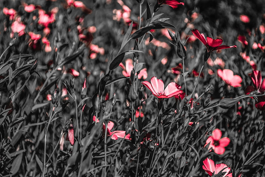 Bunga, Musim Panas, Mekar, Berbunga, Bidang Wallpaper HD